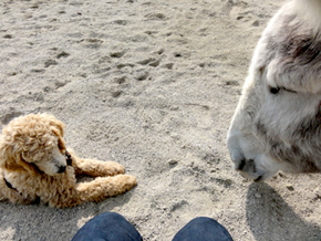 Berri und Eddi